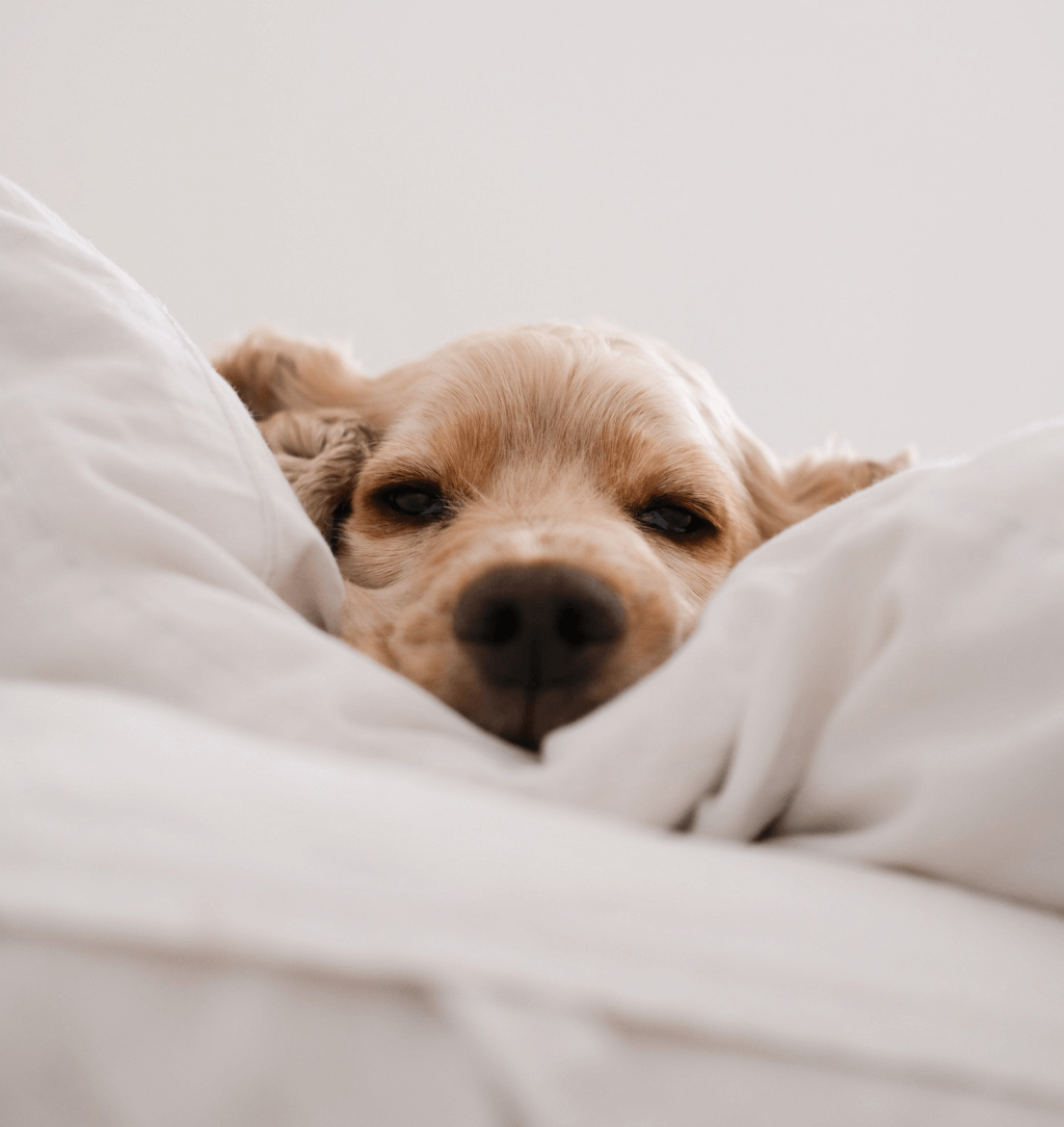 How Does A Mattress Pad to Make Bed Firmer PeaceNest Sleep Knowledge Base